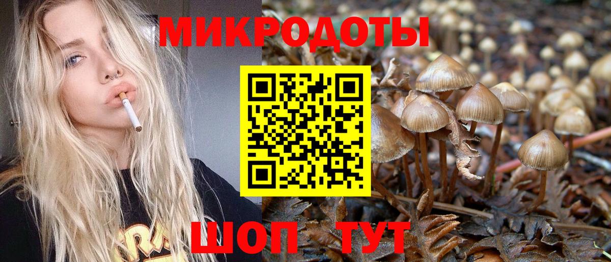 Псилоцибиновые грибы Psilocybine cubensis Донской